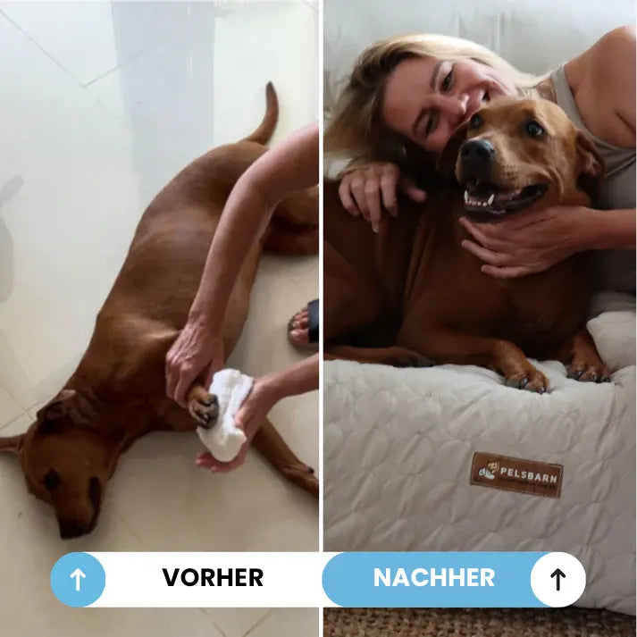 PetTop - Kühlendes Hundebett