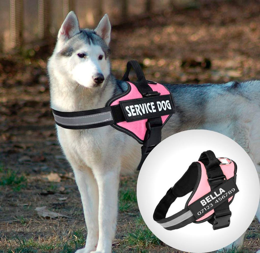 SafeDog® - Anti-Zug-Gurt